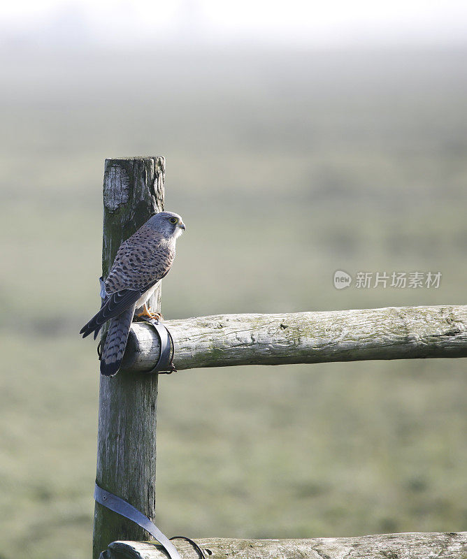 红隼(Falco tinnunculus)雄性